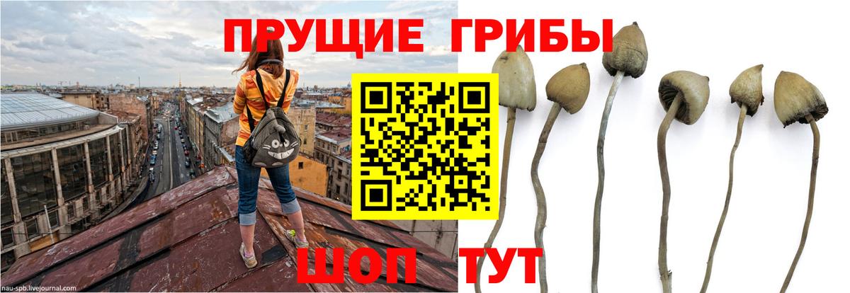 Псилоцибиновые грибы MAGIC MUSHROOMS  как найти наркотики  Нижневартовск  Вход с VPN 